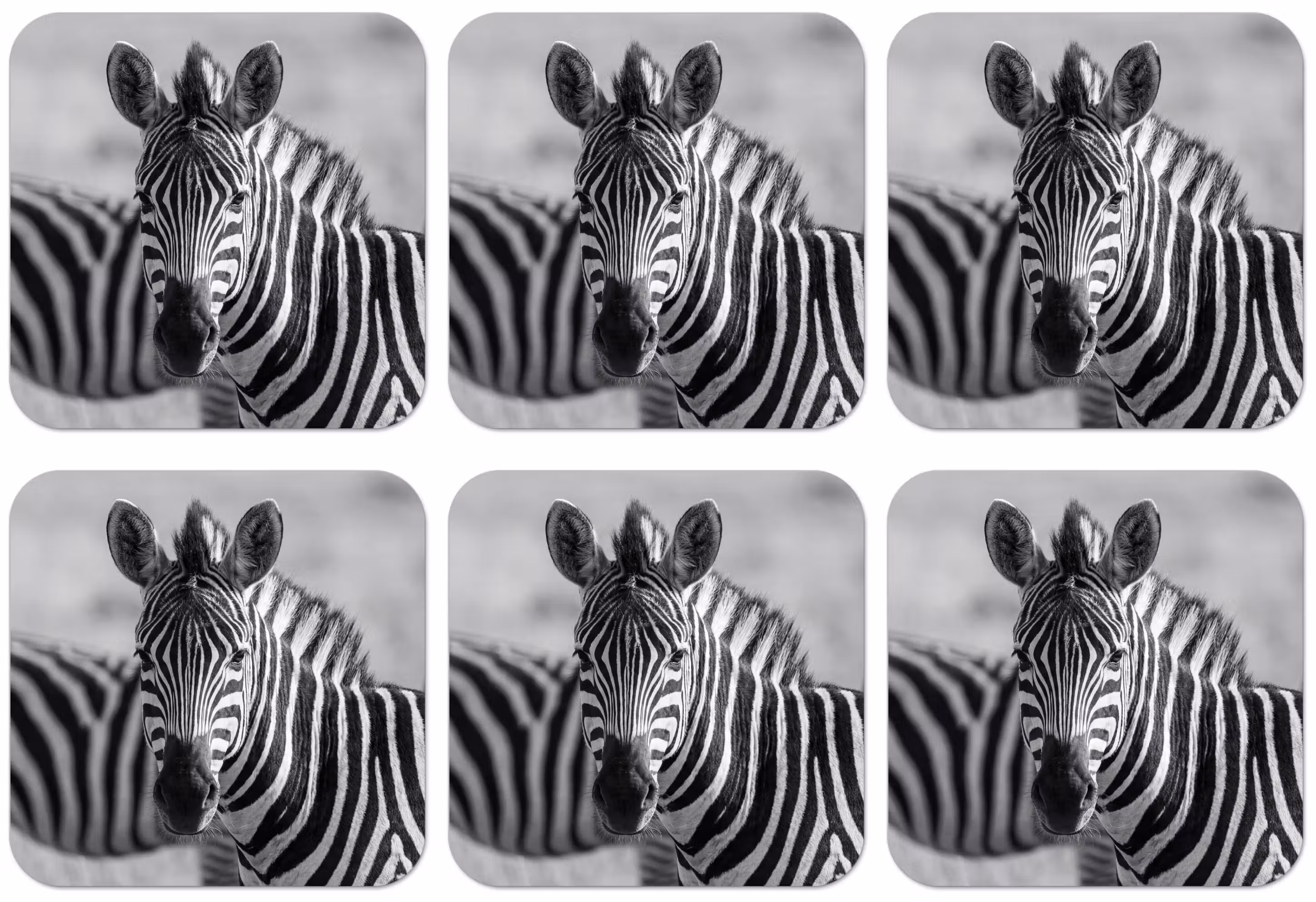 Untersetzer​ - Zebras - Schwarz - Weiß