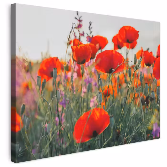 Leinwandbild - Mohn - Blumen - Rot - Lila - Wiese