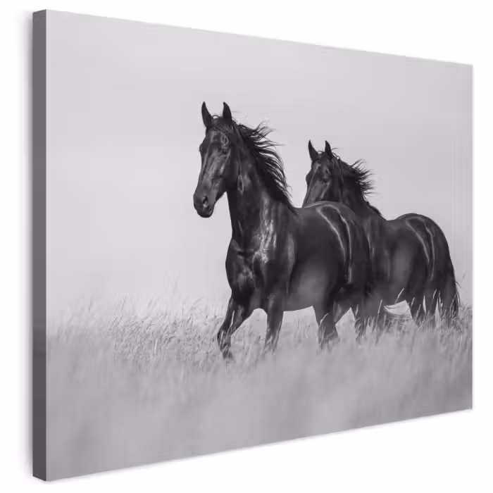Leinwandbild - Pferde - Gras - Schwarz - Weiß