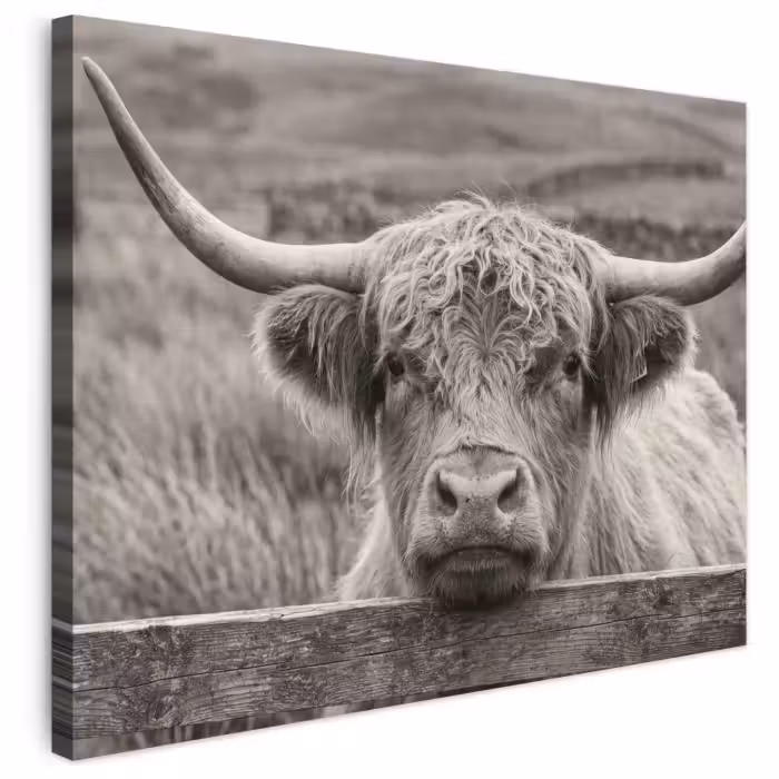 Leinwandbild - Schottischer Highlander - Schwarz - Weiß - Holz