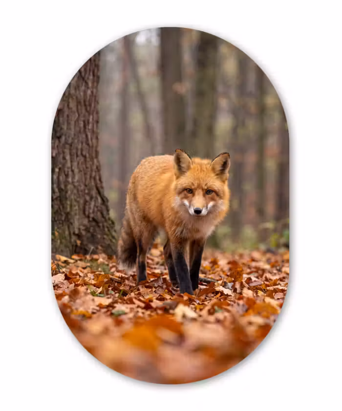 Glasbild Oval - Fuchs – Herbst – Blätter