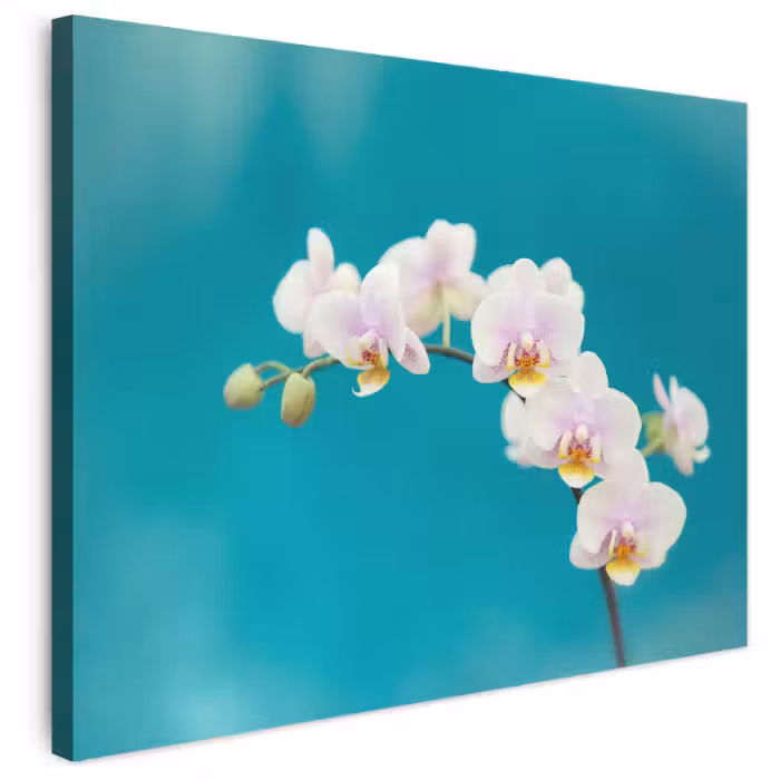 Leinwandbild - Orchidee - Blumen - Pflanze - Weiß - Lila