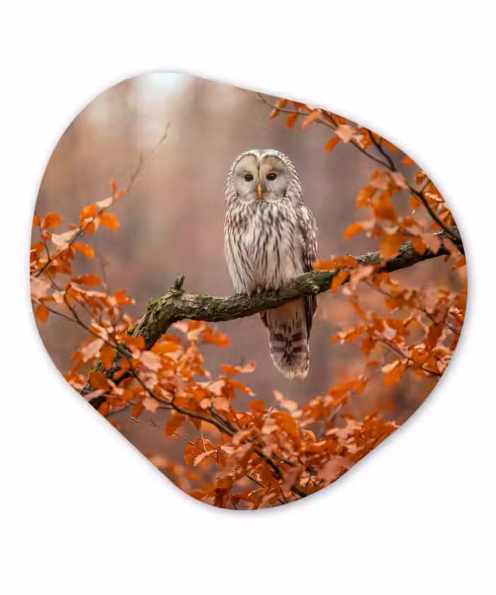 Glasbild Organische Form - Vogel – Baum – Herbst