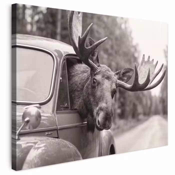 Leinwandbild - Elch - Auto - Geweih - Schwarz - Weiß