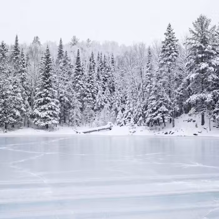 Tapete - Mehr - Kiefer - Eis - Winter - Beruhigend