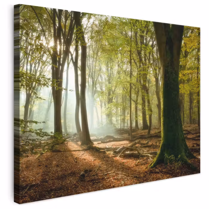 Leinwandbild - Wald - Sonne - Jahreszeiten - Landschaft