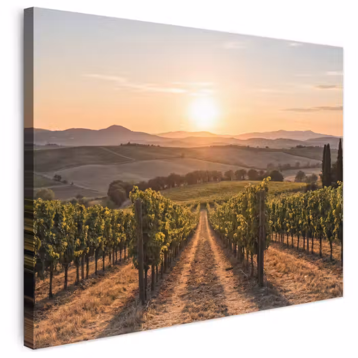 Leinwandbild - Weinberg - Sonnenuntergang - Landschaft