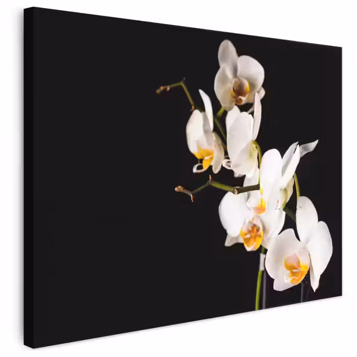 Leinwandbild - Orchidee - Blumen - Pflanzen - Botanisch