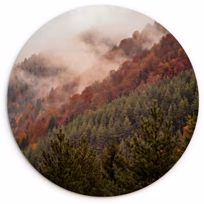 Glasbild Rund - Wald – Nebel – Natur