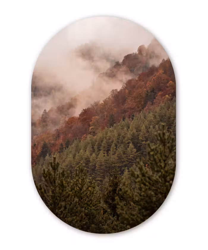 Glasbild Oval - Wald – Nebel – Natur