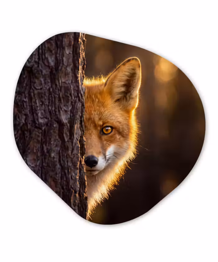 Glasbild Organische Form - Fuchs – Tiere – Licht