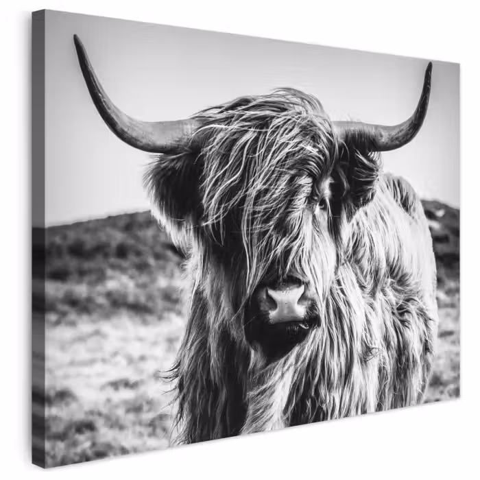 Leinwandbild - Schottischer Highlander - Natur - Kuh - Schwarz - Weiß