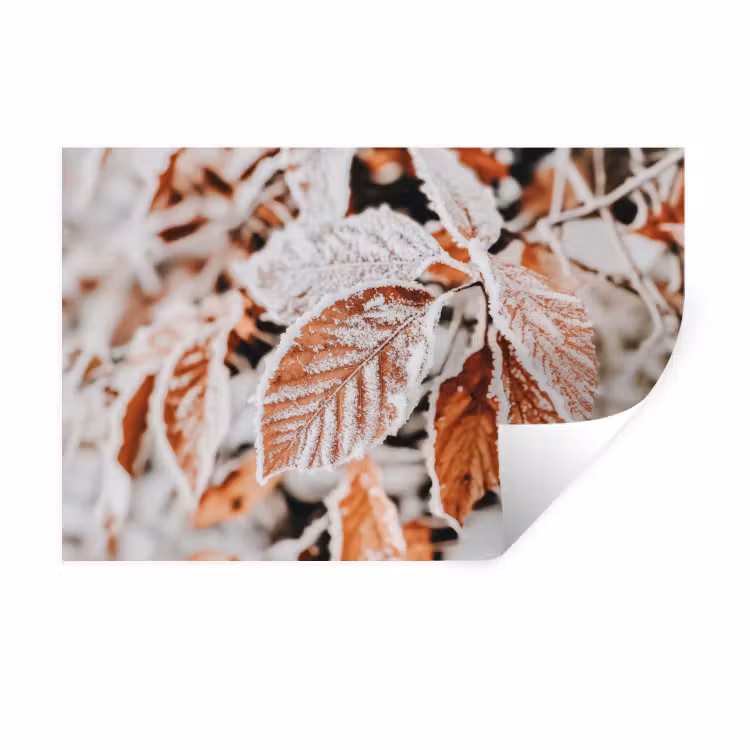 Wandtattoo – Laub - Eis - Winter - Natur — 1