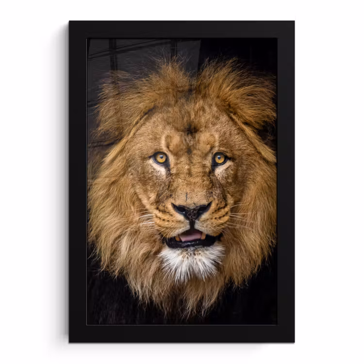 Bilder mit Rahmen - Löwe - Porträt - Schwarz - Tiere — 1