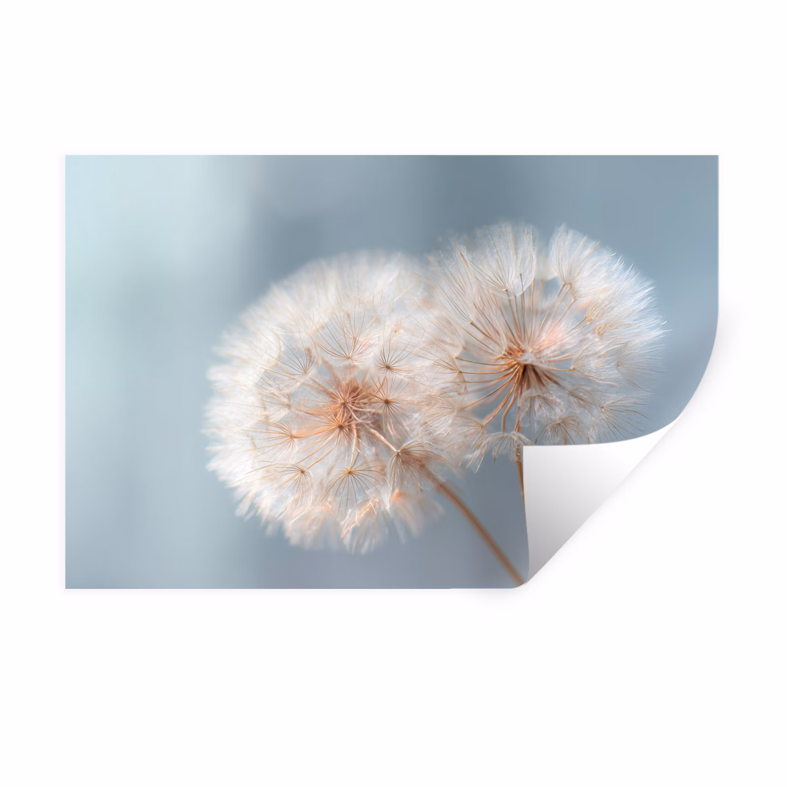 Wandtattoo – Pusteblumen - Flauschig - Weiß — 1