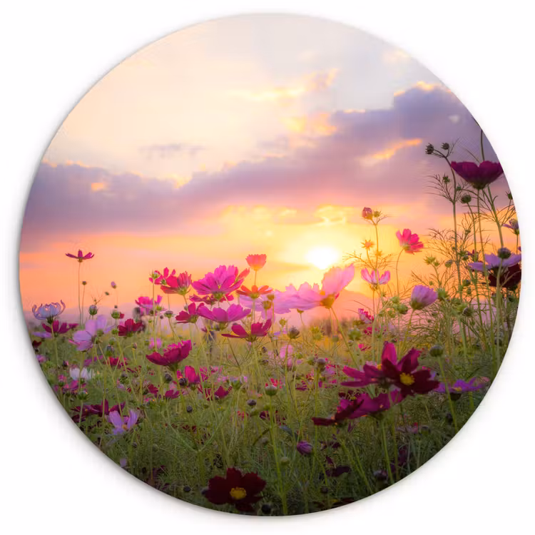 Forexbild Rund - Blumen - Rosa - Sonnenuntergang - Natur - Wiese - Horizont — 1