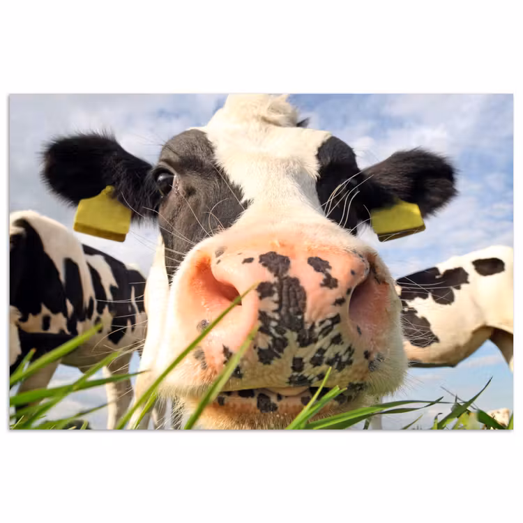 Poster - Kuh - Bauernhof - Gras - Tiere — 1