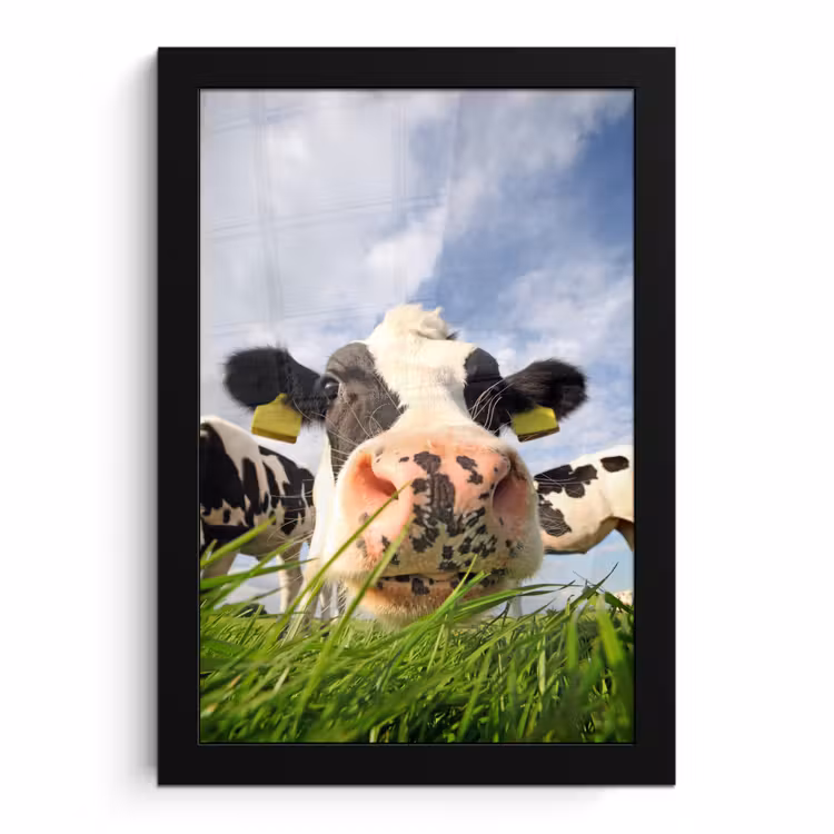 Bilder mit Rahmen - Kuh - Bauernhof - Gras - Tiere — 1