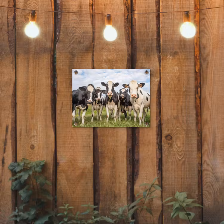 Gartenposter - Neugierige Kühe auf der Wiese — 2