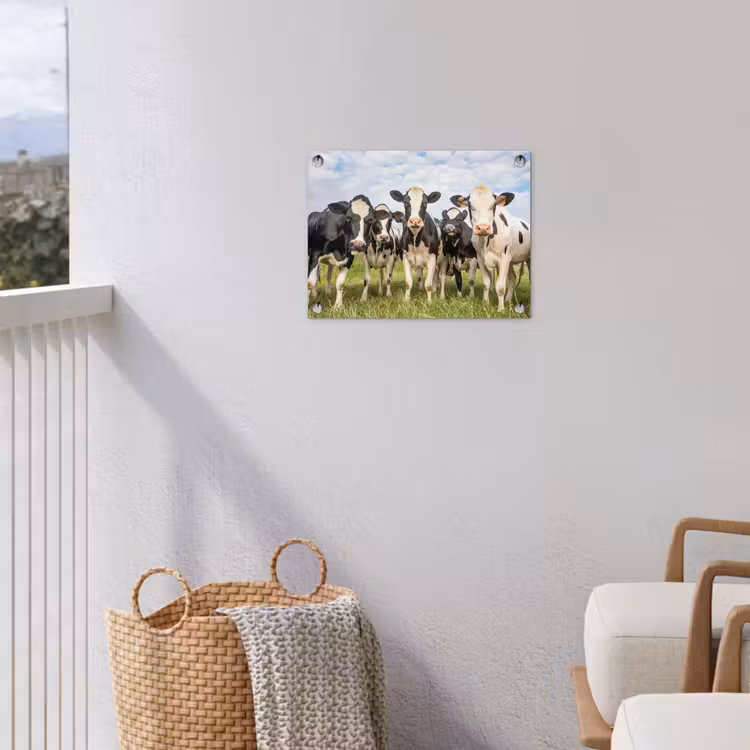 Gartenposter - Neugierige Kühe auf der Wiese — 5