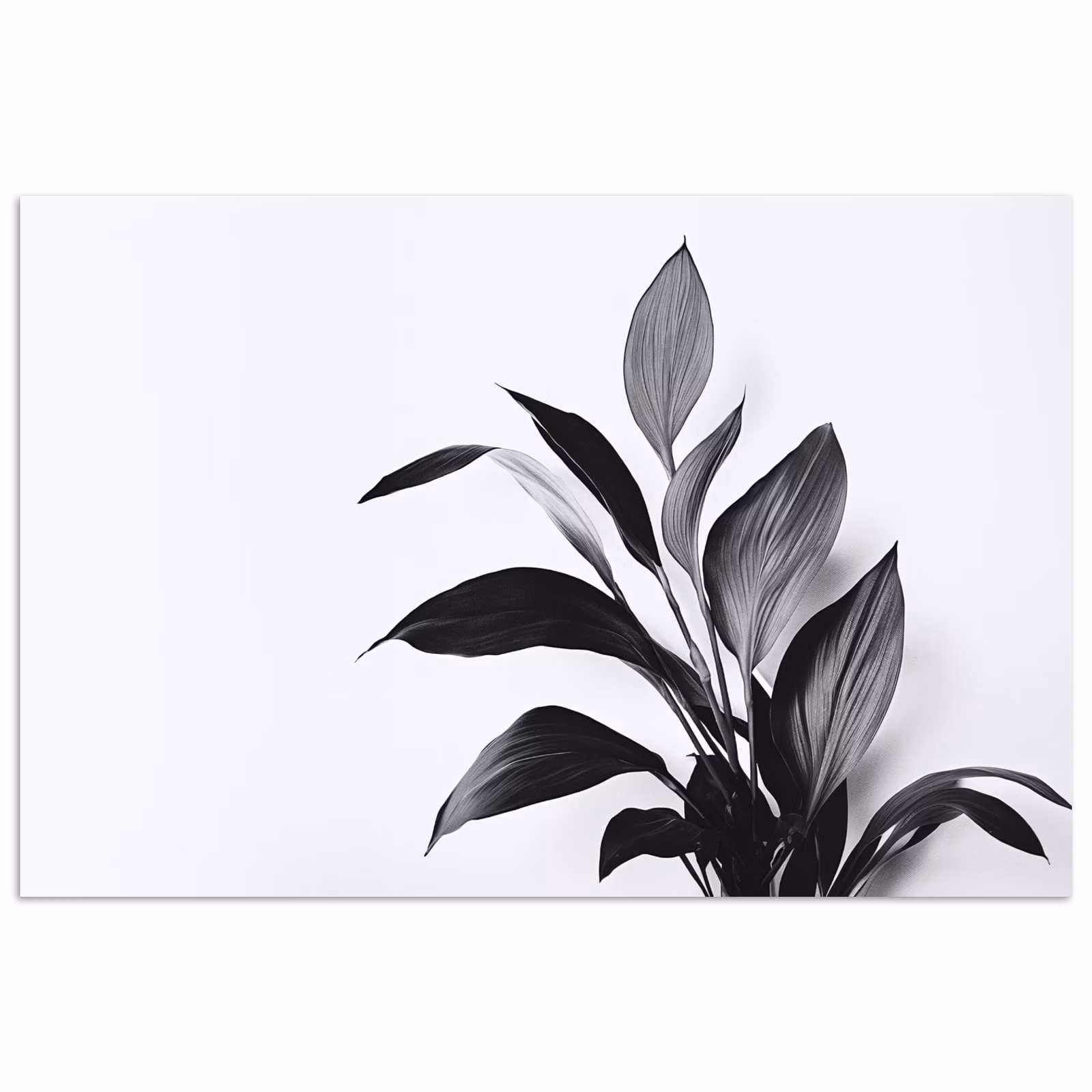 Poster - Pflanze - Blätter - Minimalistisch - Schwarz — 1
