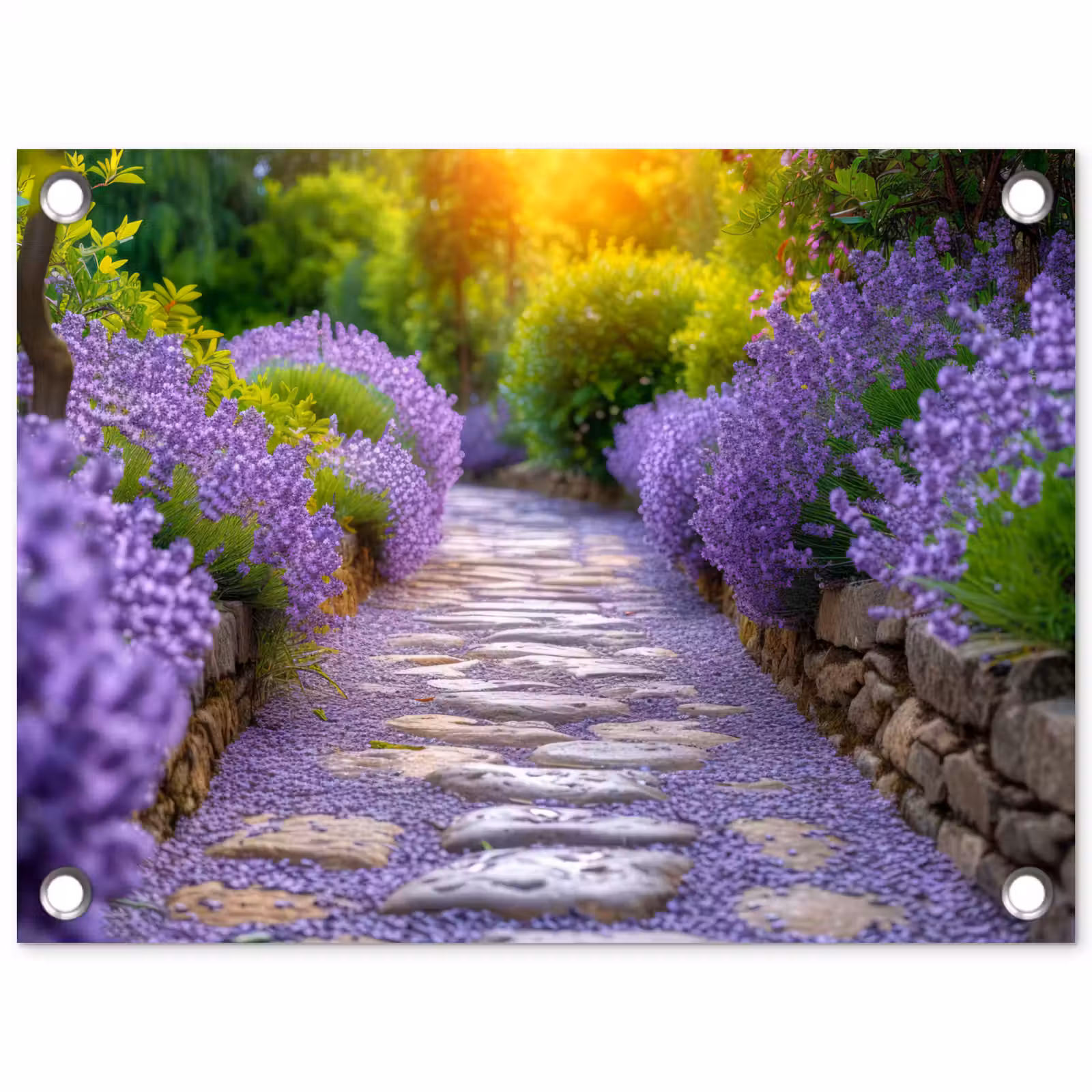 Gartenposter - Lavendelweg bei Sonnenuntergang — 1