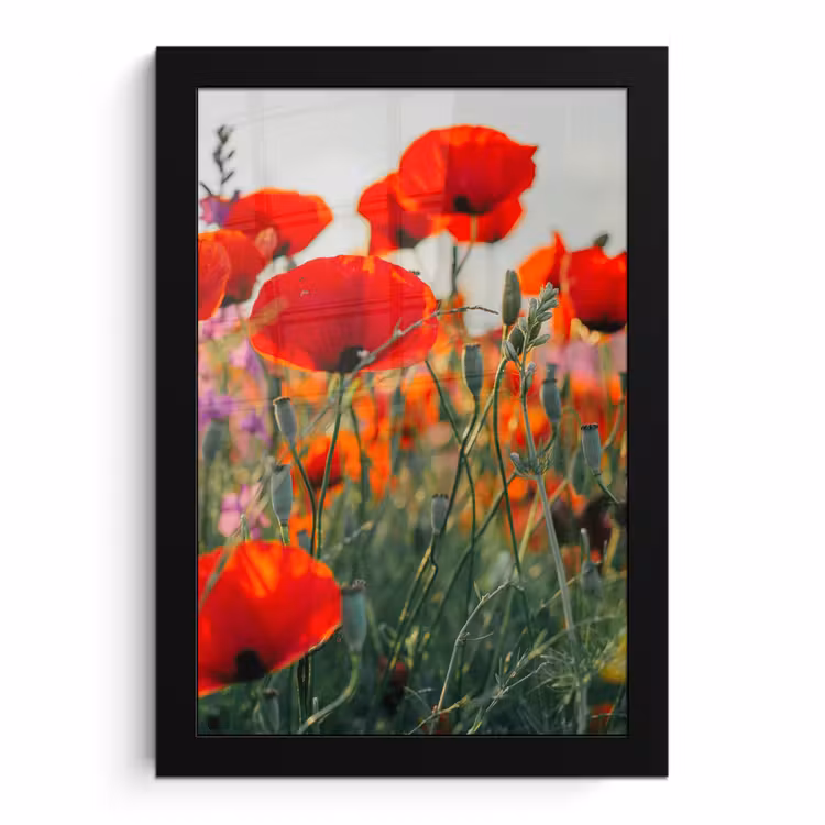 Bilder mit Rahmen - Mohn - Blumen - Rot - Lila - Wiese — 1