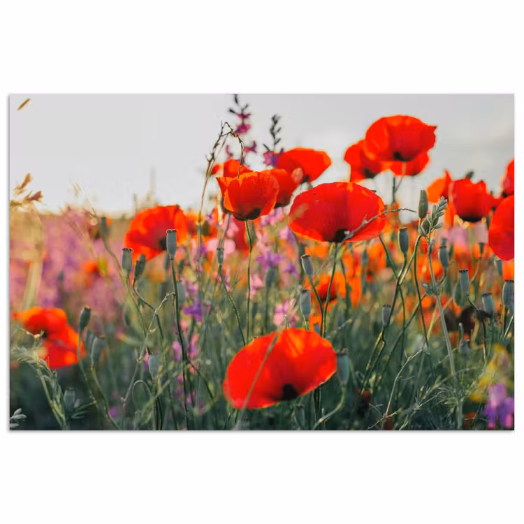 Poster - Mohn - Blumen - Rot - Lila - Wiese — 1
