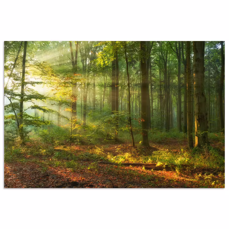 Poster - Sonne - Wald - Bäume - Natur - Herbst — 1
