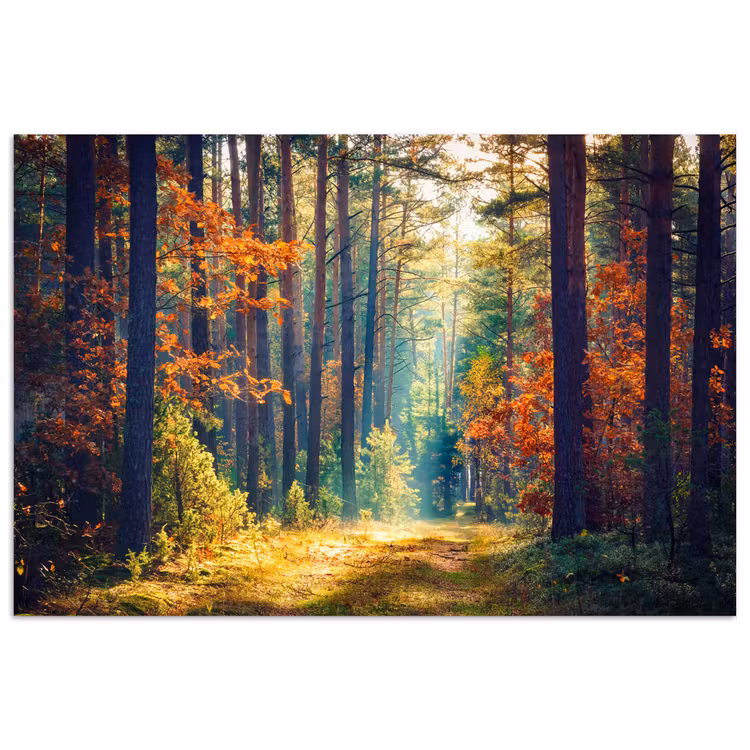 Poster - Wald - Sonne - Natur - Herbst — 1