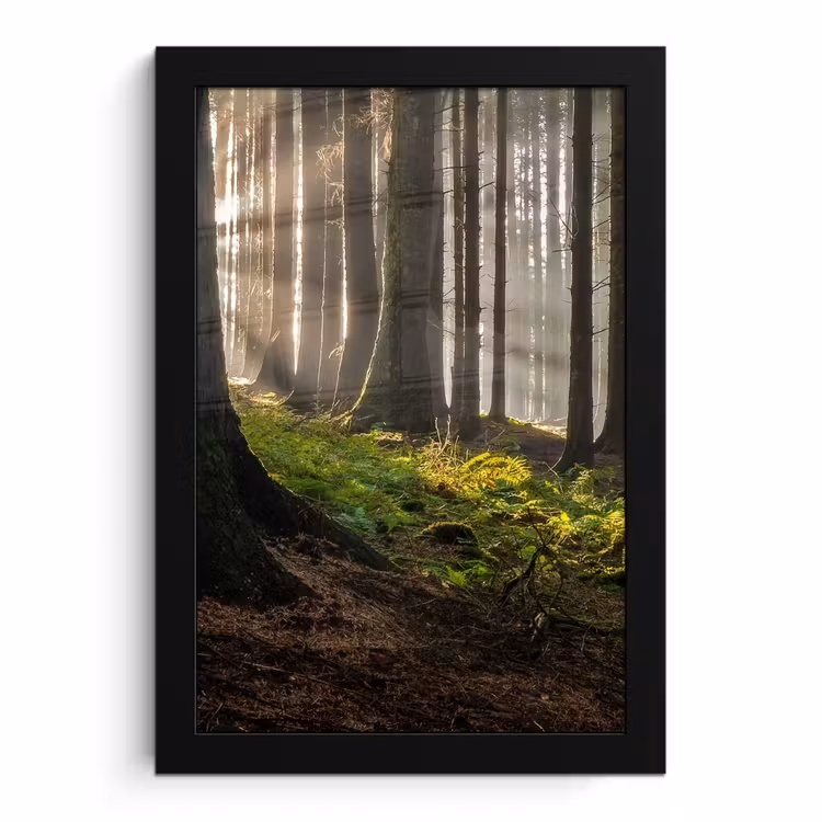 Bilder mit Rahmen - Sonne - Äste - Bäume - Wald - Natur — 1