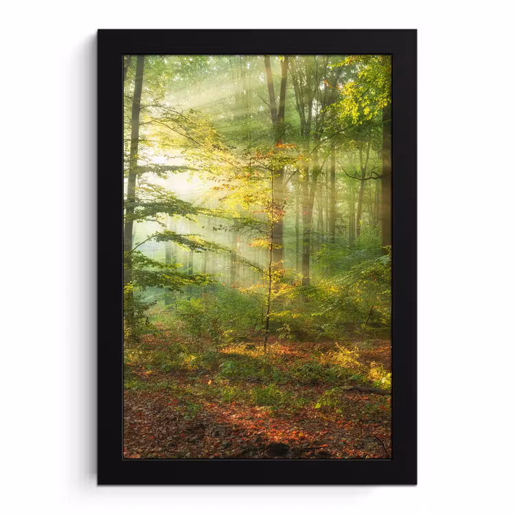 Bilder mit Rahmen - Sonne - Wald - Bäume - Natur - Herbst — 1