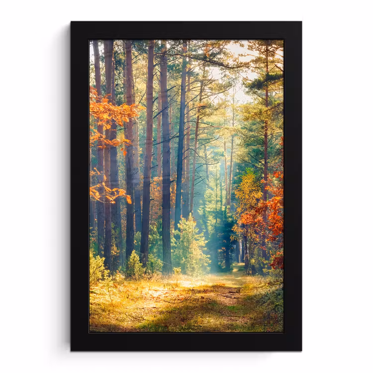 Bilder mit Rahmen - Wald - Sonne - Natur - Herbst — 1