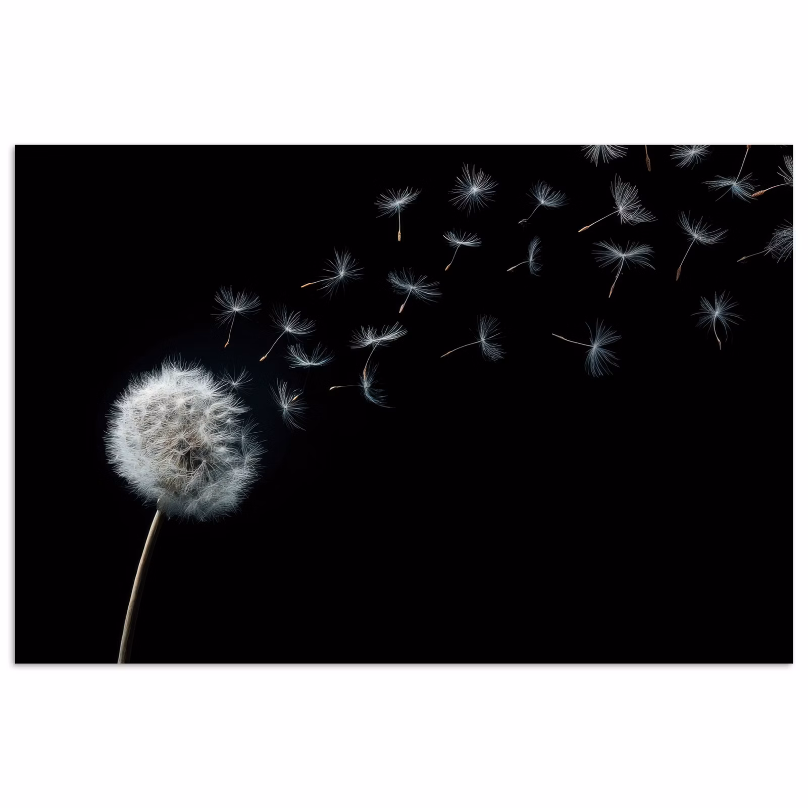 Poster - Löwenzahn - Schwarz - Natur — 1