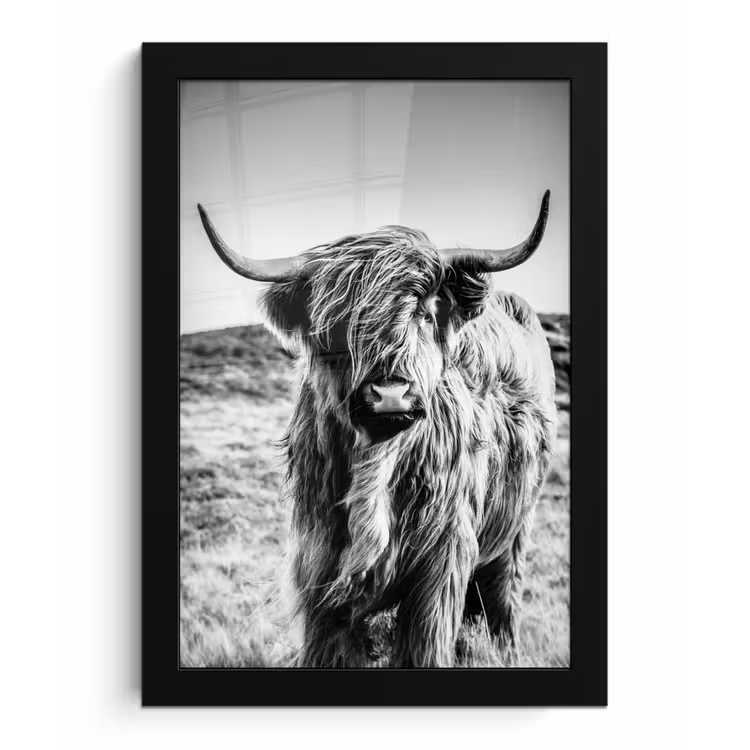 Bilder mit Rahmen - Schottischer Highlander - Natur - Kuh - Schwarz - Weiß — 1