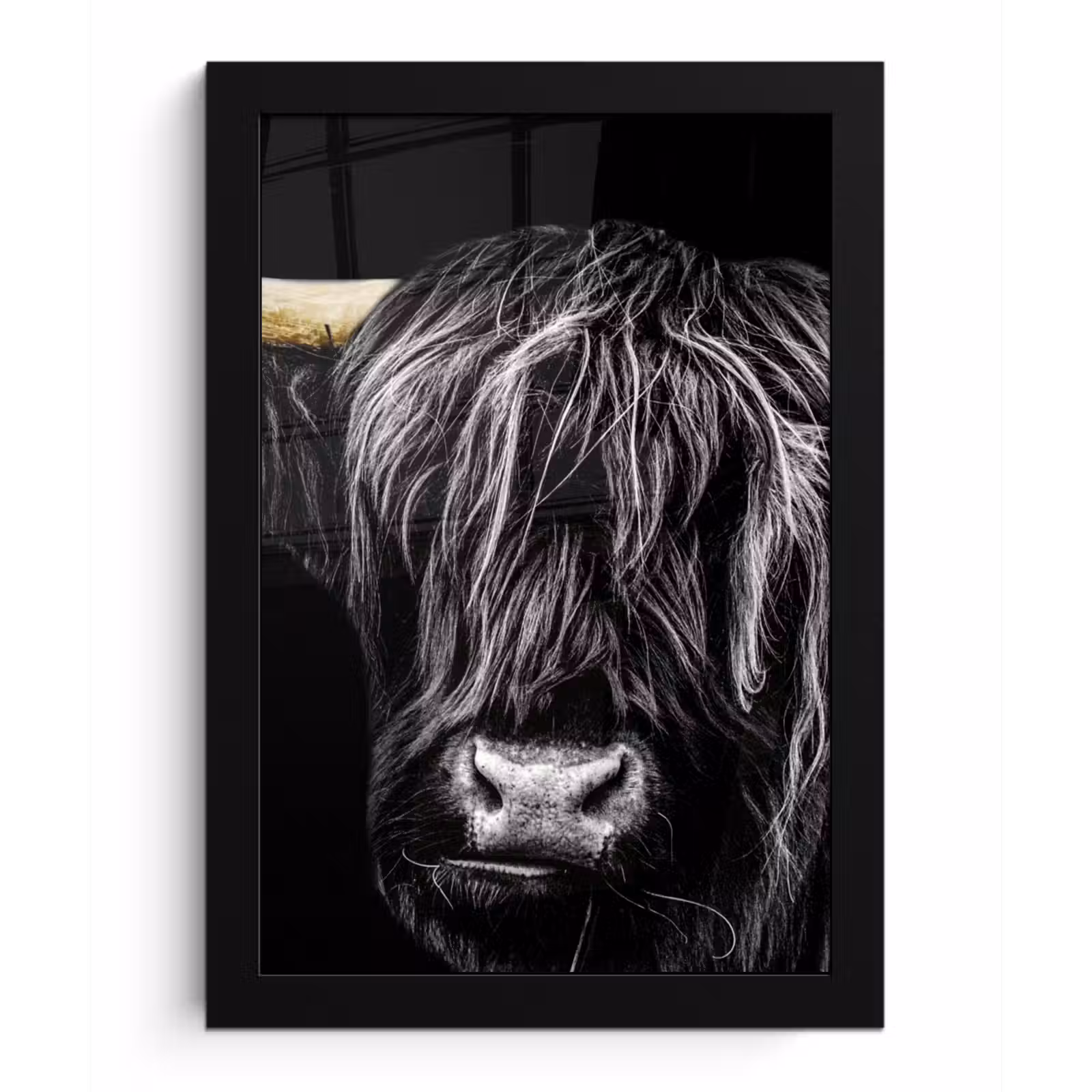Bilder mit Rahmen - Schottischer Highlander - Gold - Mantel - Tiere - Kuh — 1