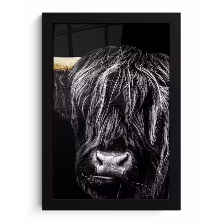 Bilder mit Rahmen - Schottischer Highlander - Gold - Mantel - Tiere - Kuh — 1