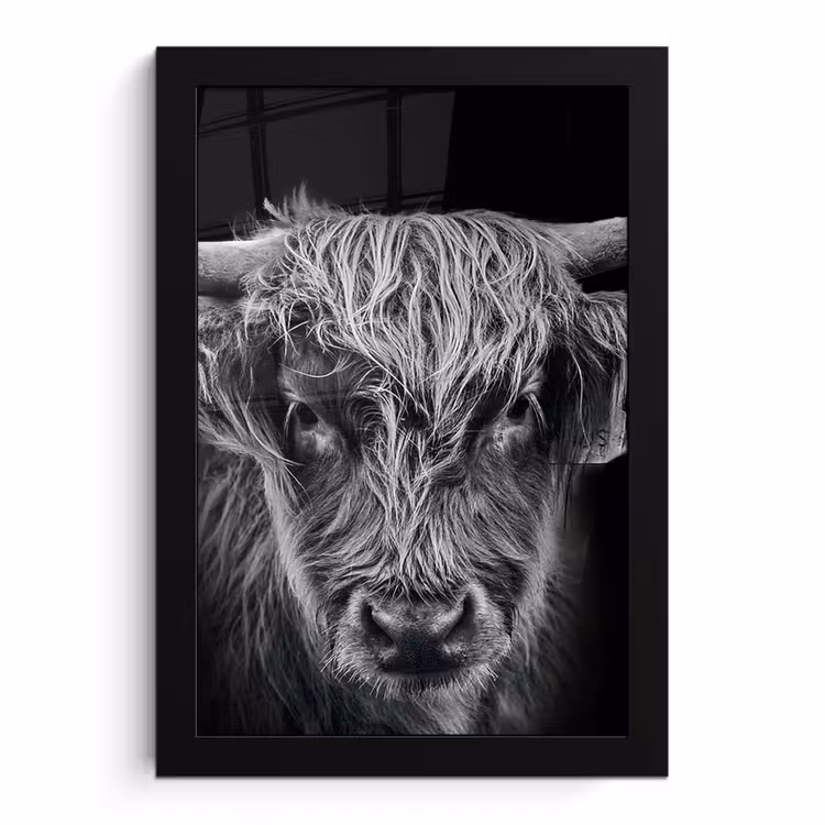 Bilder mit Rahmen - Schottischer Highlander - Schwarz - Kuh - Tiere — 1