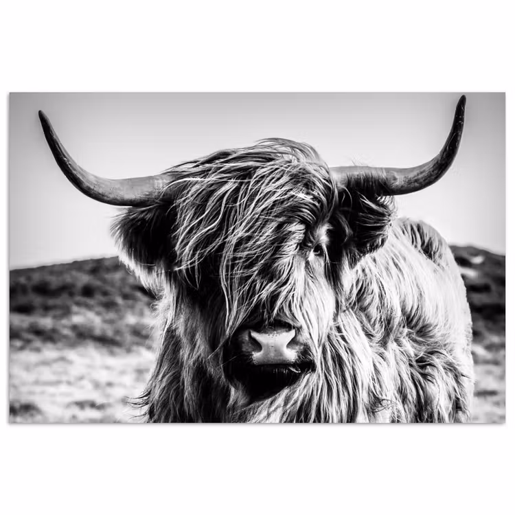 Poster - Schottischer Highlander - Natur - Kuh - Schwarz - Weiß — 1