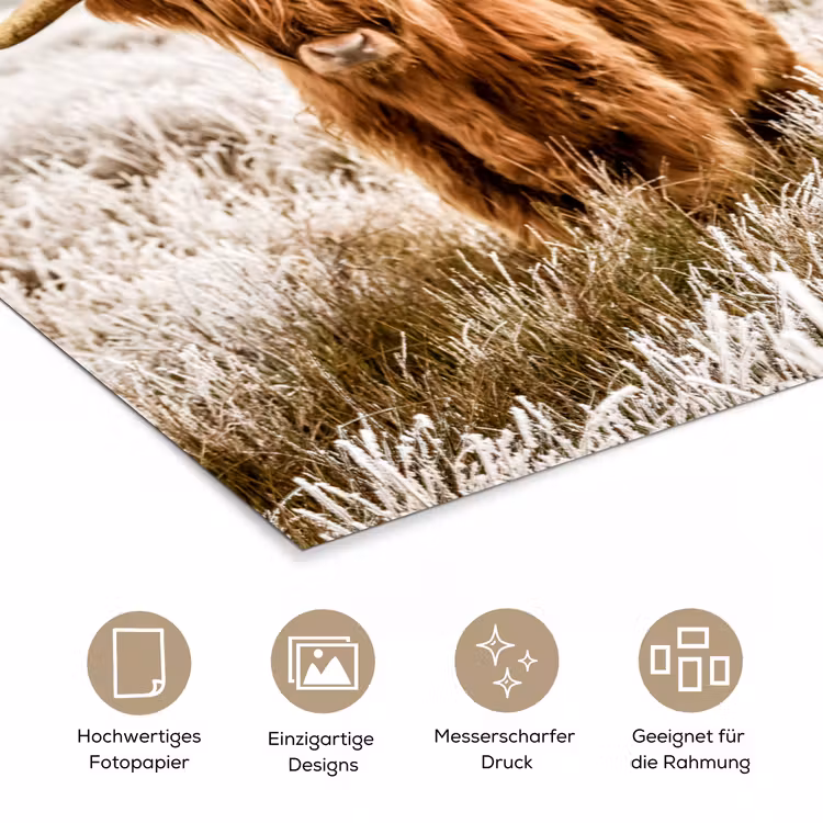 Poster - Schottischer Hochländer - Kuh - Natur - Winter — 5