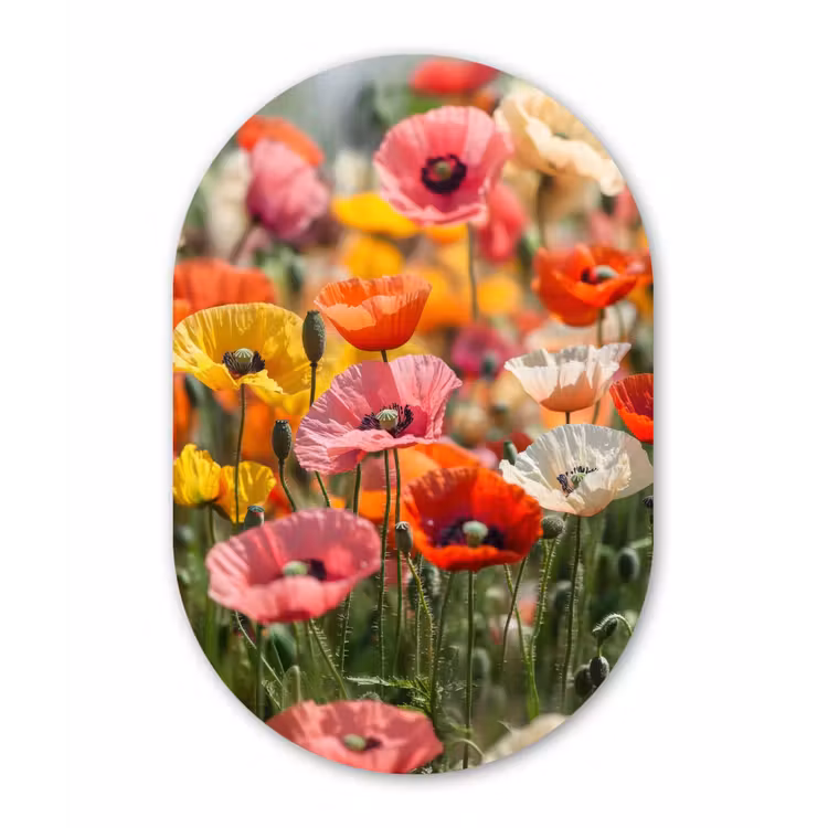 Alu-Dibond-Bild Oval - Blumenfeld - Mohnblumen - Farbenfroh — 1
