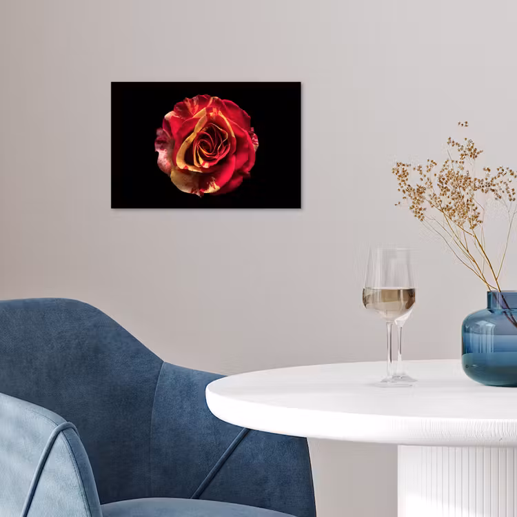 Poster - Blume - Rose - Rot - Schwarz — 4