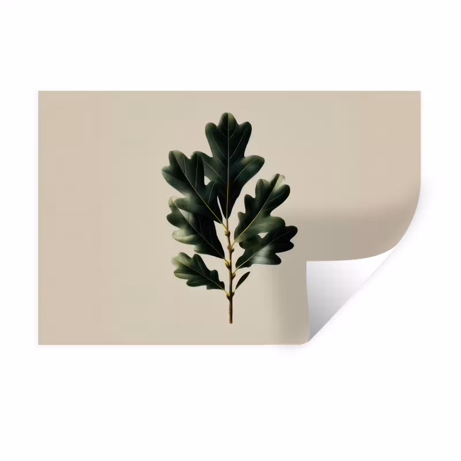 Wandtattoo – Eichenblätter - Beige - Grün - Gewellte Ränder — 1