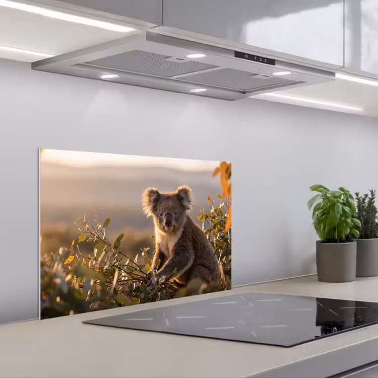 Spritzschutz Küche - Koala - Blätter - Morgenlicht — 1