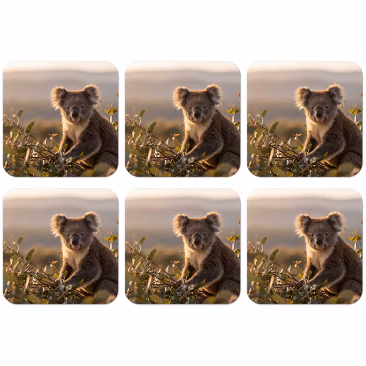 Untersetzer - Koala - Blätter - Morgenlicht — 1