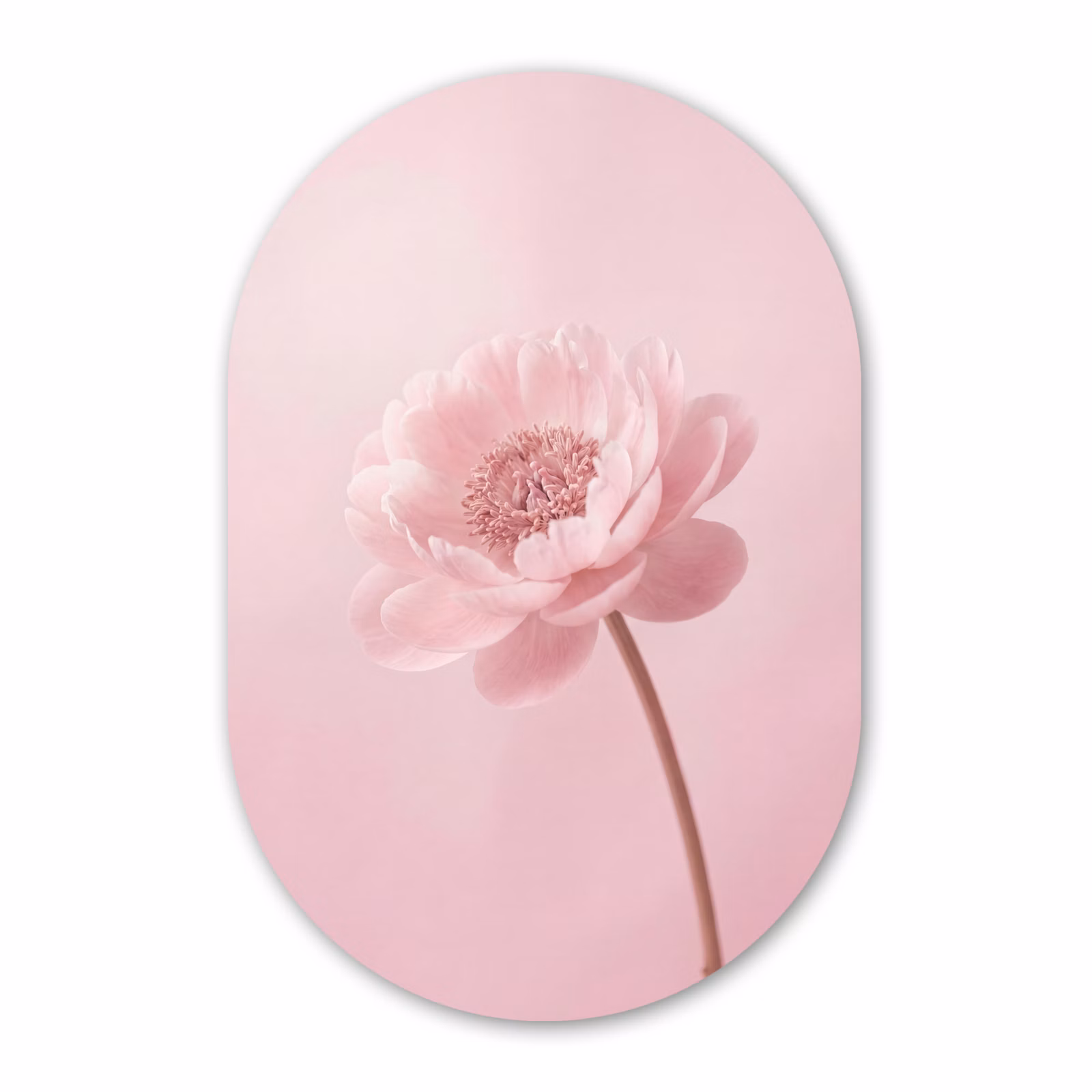 Forexbild Oval - Blume - Pfingstrose - Rosa — 1