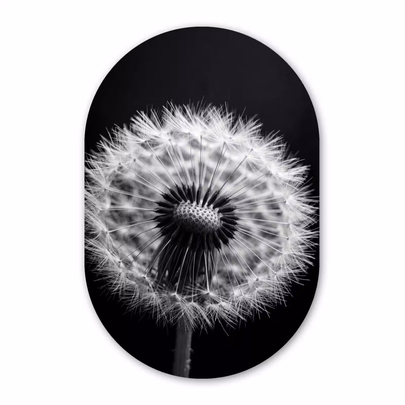 Alu-Dibond-Bild Oval - Pusteblume - Schwarz - Weiß — 1