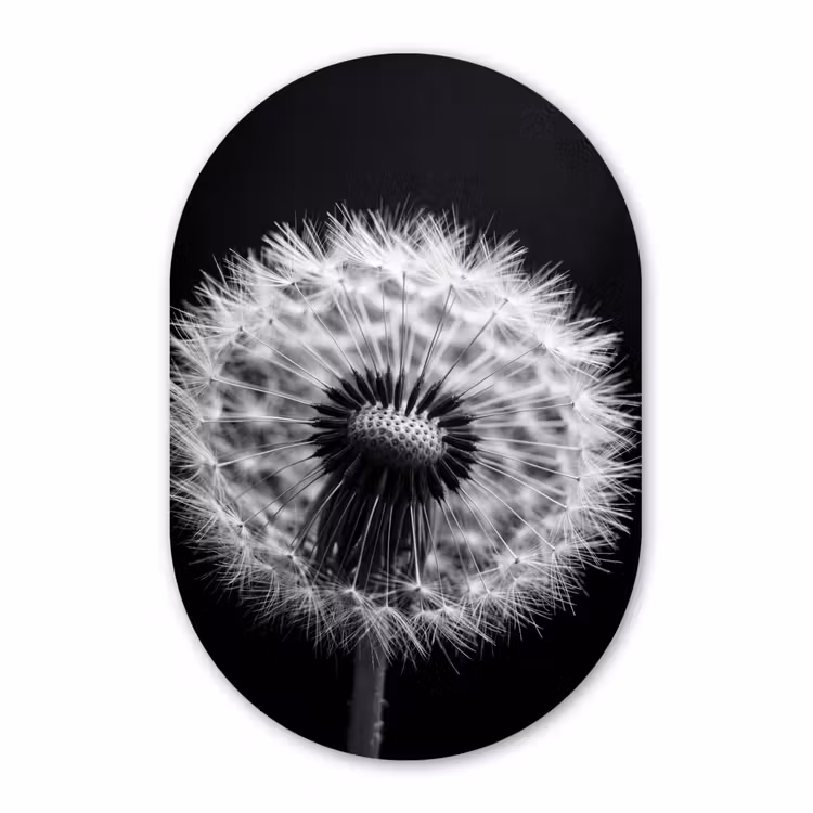Alu-Dibond-Bild Oval - Pusteblume - Schwarz - Weiß — 1