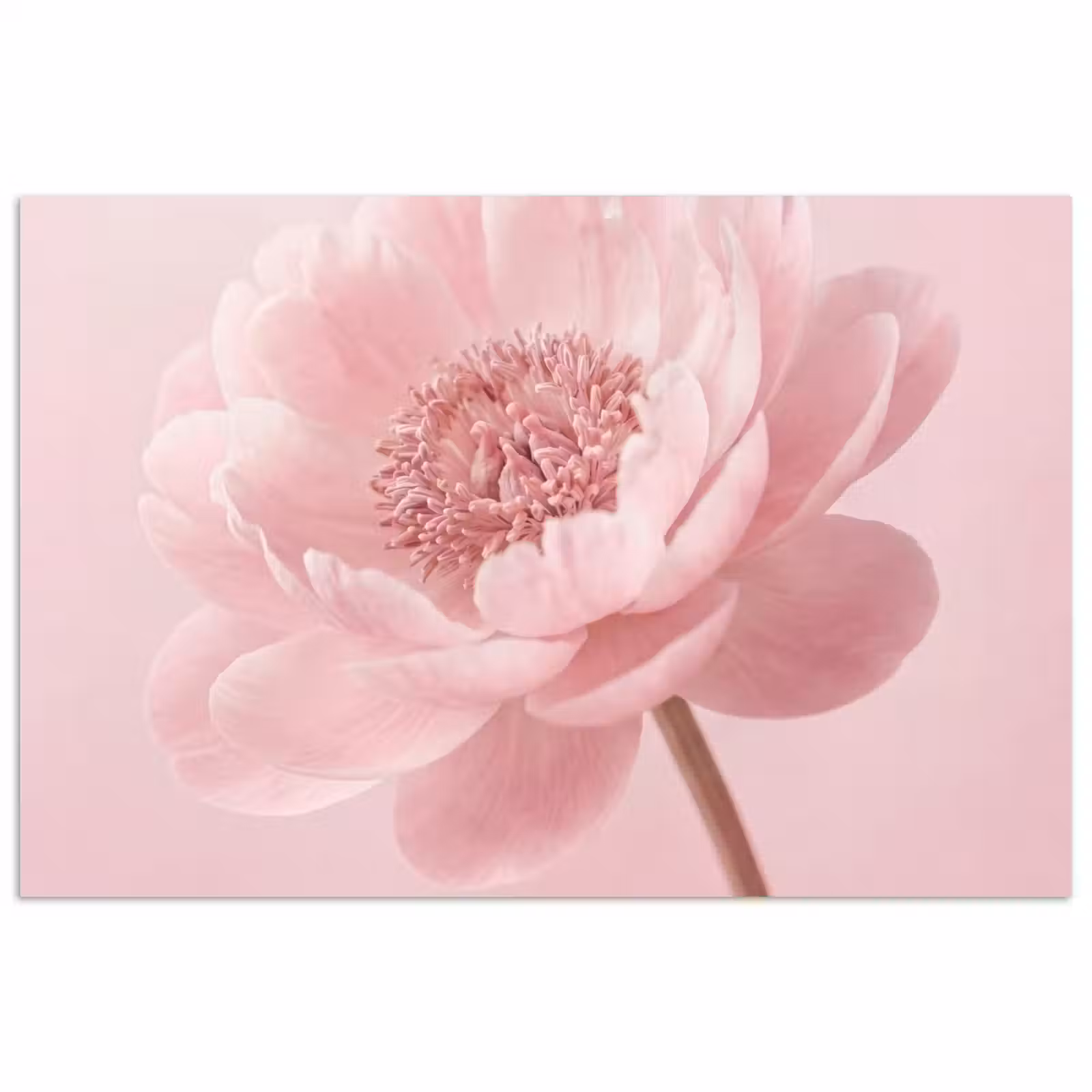 Poster - Blume - Pfingstrose - Rosa — 1