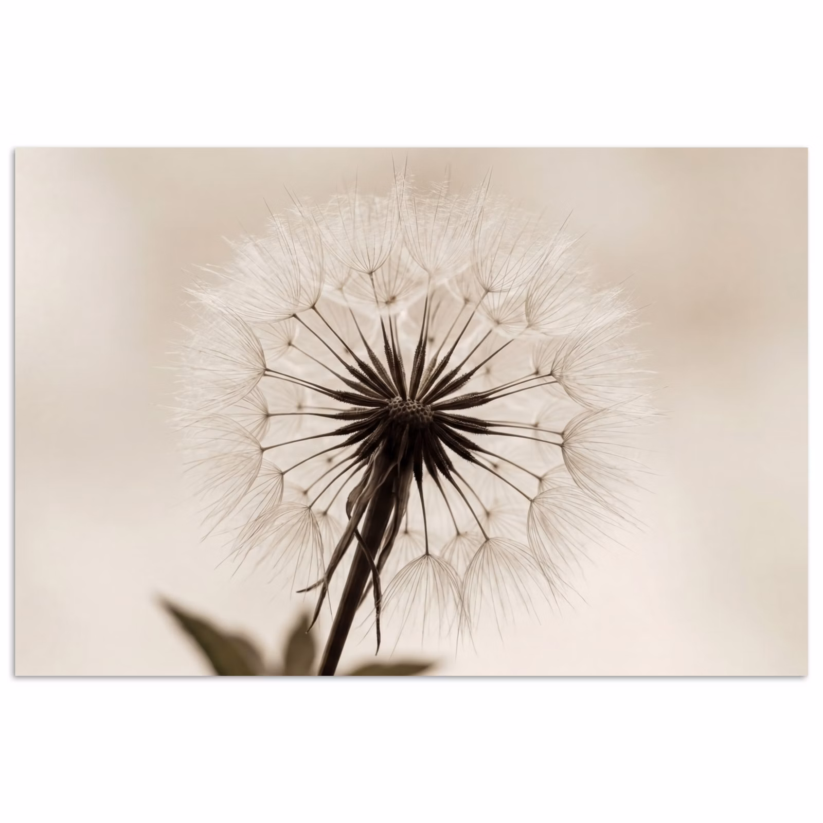 Poster - Pusteblume - Minimalistisch - Weiß — 1
